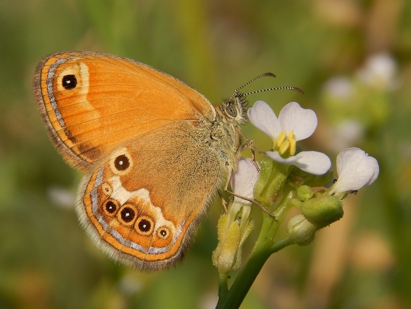 Coenonympha corinne